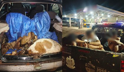 Polícia prende quatro homens com bodes furtados; animais estavam no porta-malas. (Foto: Reprodução/Guarda Civil Municipal) Polícia prende quatro homens com bodes furtados; animais estavam no porta-malas. (Foto: Reprodução/Guarda Civil Municipal)