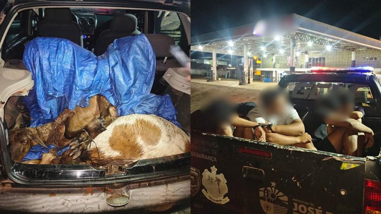 Polícia prende quatro homens com bodes furtados; animais estavam no porta-malas.