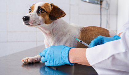 Vacinação contra raiva em cães e gatos em Teresina começa neste sábado. (Foto: Gerado por IA) Vacinação contra raiva em cães e gatos em Teresina começa neste sábado. (Foto: Gerado por IA)