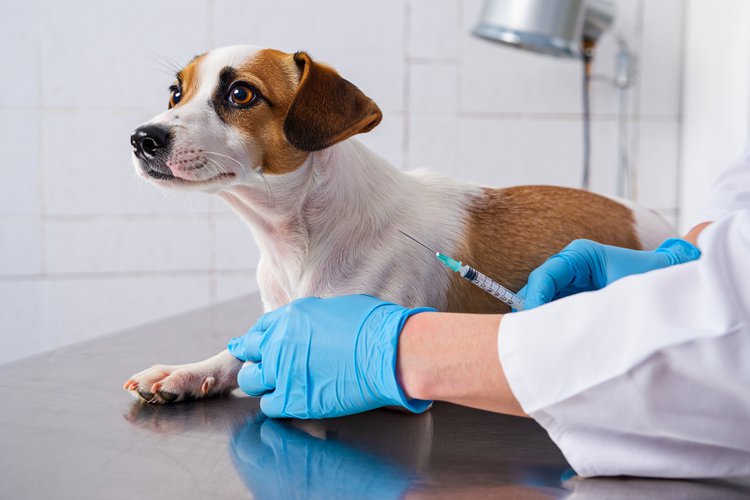 Vacinação contra raiva em cães e gatos em Teresina começa neste sábado.