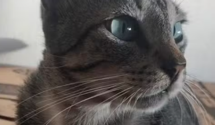 Envenenamento mata gato no litoral do Piauí; cidade soma mais de 25 mortes suspeitas desde abril (Foto: Divulgação/Polícia Civil) Envenenamento mata gato no litoral do Piauí; cidade soma mais de 25 mortes suspeitas desde abril (Foto: Divulgação/Polícia Civil)