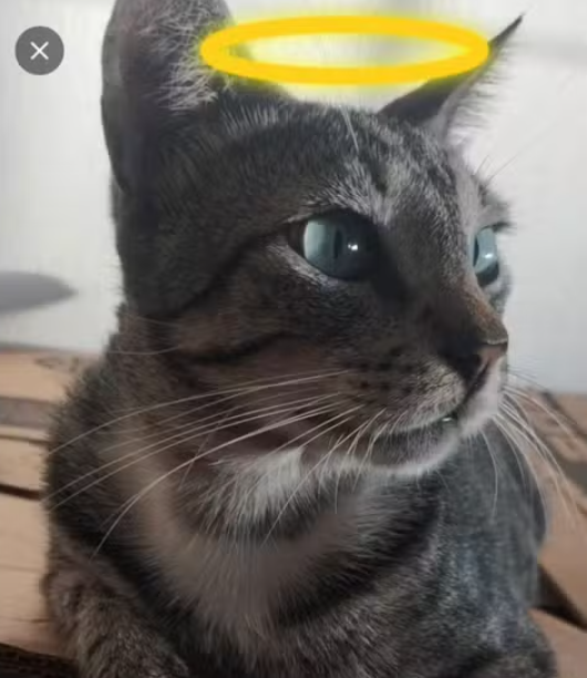 Envenenamento mata gato no litoral do Piauí; cidade soma mais de 25 mortes suspeitas desde abril
