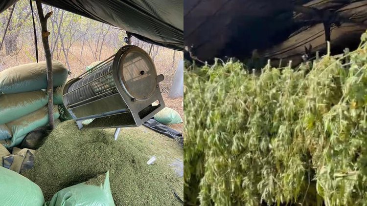 Polícia Federal descobre plantação de maconha com estrutura sofisticada no PI.