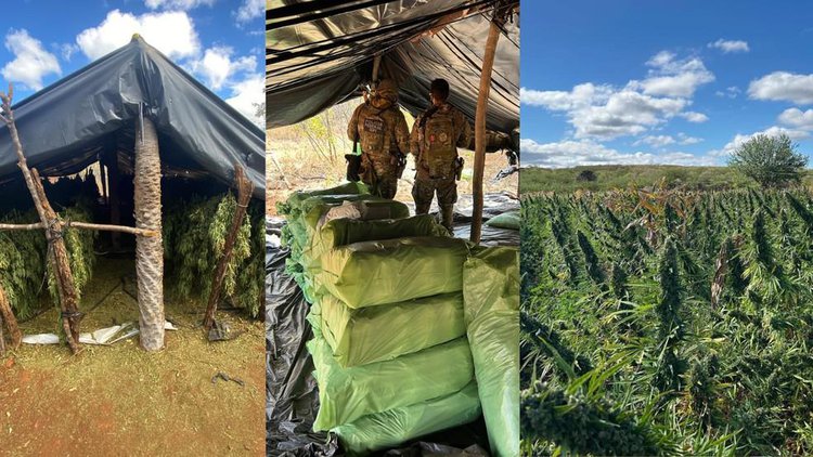 Polícia Federal encontra plantação de maconha em São Francisco de Assis do Piauí.