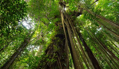 Vegetação das montanhas brasileiras está ameaçada pelo aquecimento global