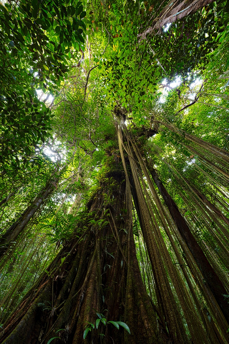 Vegetação das montanhas brasileiras está ameaçada pelo aquecimento global.