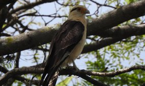 Pesquisa da UFPI revela impacto da urbanização nas aves de Teresina