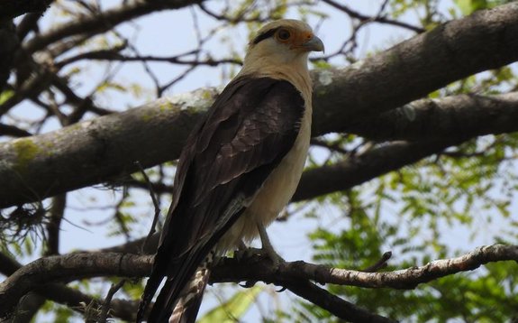 Pesquisa da UFPI revela impacto da urbanização nas aves de Teresina