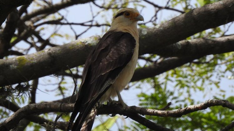 Gavião-carrapateiro Milvago chimachima.