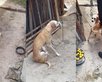 Justiça proíbe homem de adotar animais no Piauí. (Foto: Divulgação