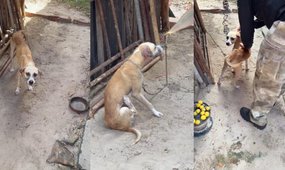 Justiça proíbe homem de adotar animais no Piauí