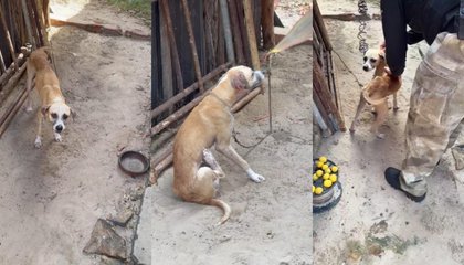 Justiça proíbe homem de adotar animais no Piauí. (Foto: Divulgação