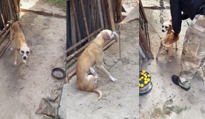 Justiça proíbe homem de adotar animais no Piauí