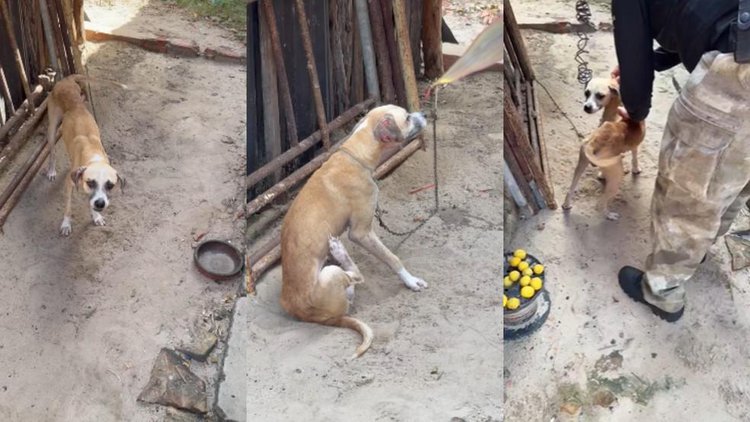Justiça proíbe homem de adotar animais no Piauí.