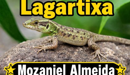 Lagartixa Lagartixa