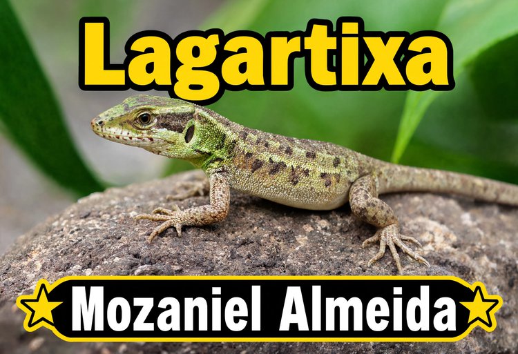 Lagartixa