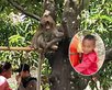Menino morre após ser atacado por macaco de estimação. (Foto: Redes sociais
