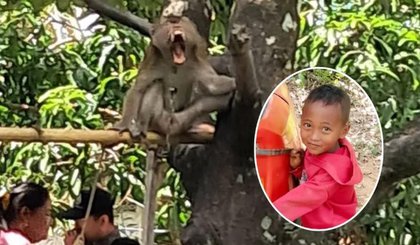 Menino morre após ser atacado por macaco de estimação