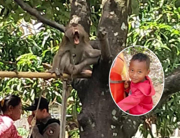Menino morre após ser atacado por macaco de estimação.