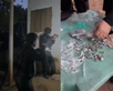 Operação prende 10 criminosos em ação contra facção no Piauí. (Foto: Divulgação/Polícia Civil