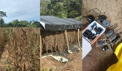 Polícia Federal descobre plantação de maconha abandonada no Piauí