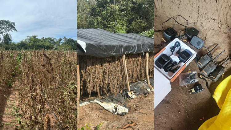 Polícia Federal descobre plantação de maconha abandonada no Piauí.