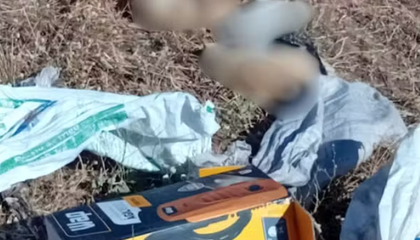Envenenamento de gatos mobiliza autoridades no Piauí. (Foto: Reprodução