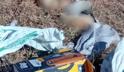 Envenenamento de gatos mobiliza autoridades no Piauí