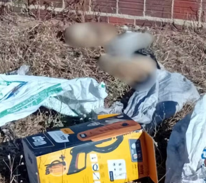 Envenenamento de gatos mobiliza autoridades no Piauí.